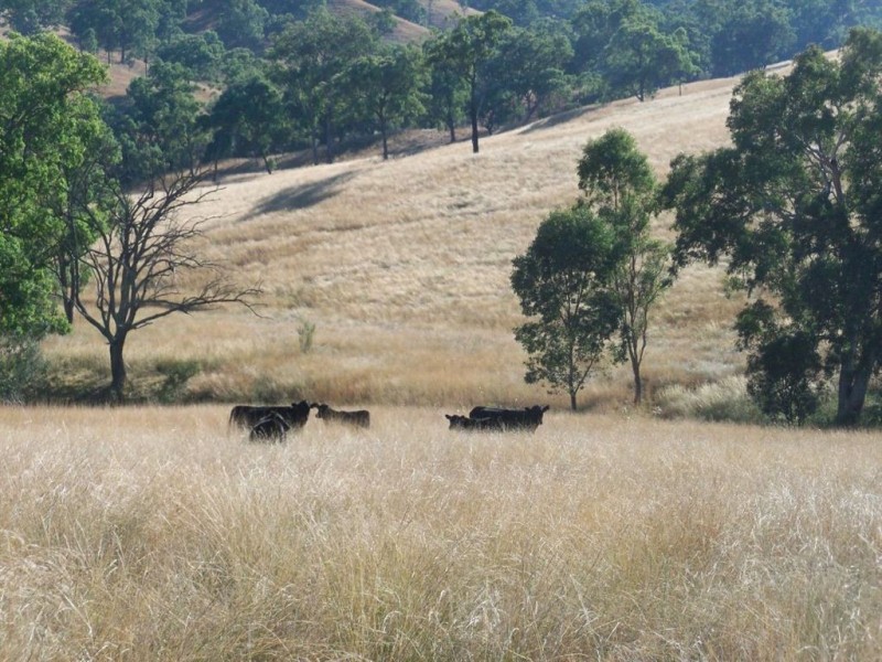 750 Waverley Rd, “Derwent”, Gundy NSW 2337