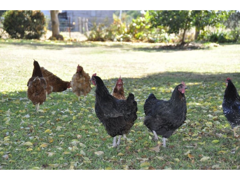 414 Blairmore Lane, “Merrondale”, Aberdeen NSW 2336