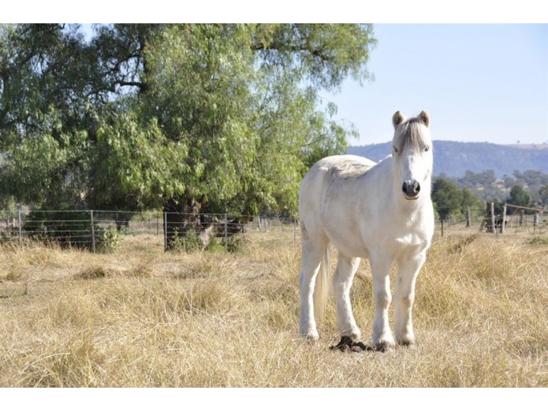 414 Blairmore Lane, “Merrondale”, Aberdeen NSW 2336