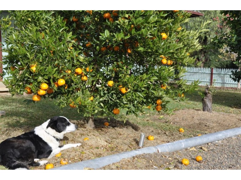 54 Park St, Scone NSW 2337