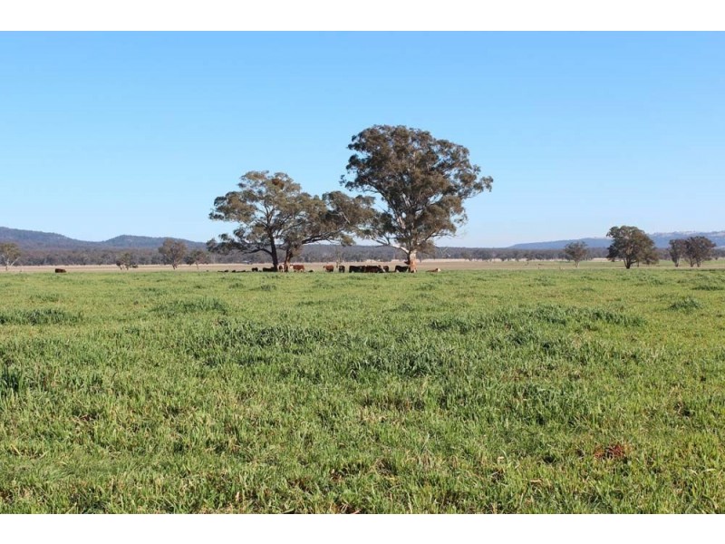 . “Cloven Hills”, Neilrex Rd, Coolah NSW 2843