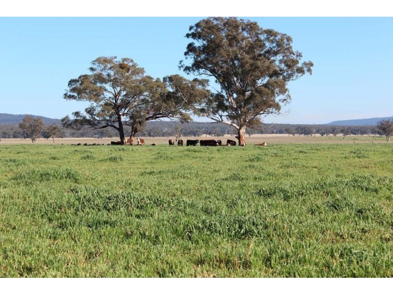 . “Cloven Hills”, Neilrex Rd, Coolah NSW 2843