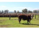 . “Cloven Hills”, Neilrex Rd, Coolah NSW 2843