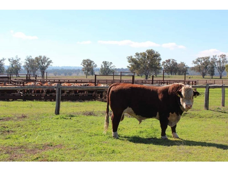 . “Cloven Hills”, Neilrex Rd, Coolah NSW 2843