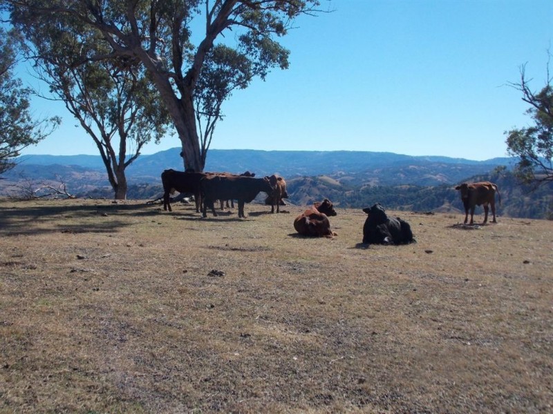 . Tomalla Rd, “Mountain Paddock”, Ellerston NSW 2337