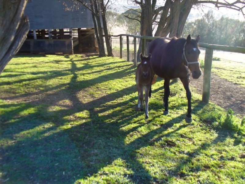 5366 New England Hwy, “Fairways”, Blandford NSW 2338