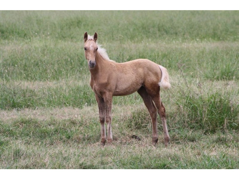 5366 New England Hwy, “Fairways”, Blandford NSW 2338