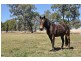 120 Sandy Creek Rd, “Karinya”, Muswellbrook NSW 2333