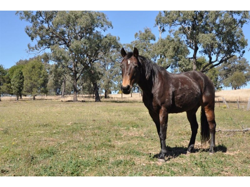 120 Sandy Creek Rd, “Karinya”, Muswellbrook NSW 2333