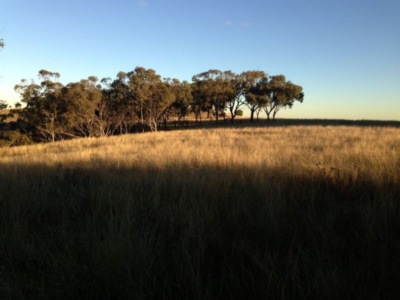 “Brawboy” Gibbergunyah Rd, Scone NSW 2337