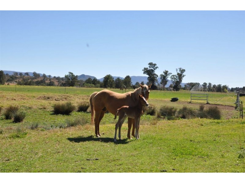 2A Roach St “The Bottom Farm”, Parkville NSW 2337