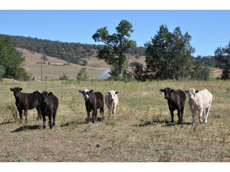 2A Roach St “The Bottom Farm”, Parkville NSW 2337