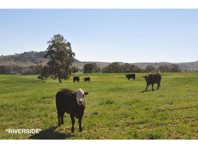 . “Riverside”, Rouchel Rd, Aberdeen NSW 2336