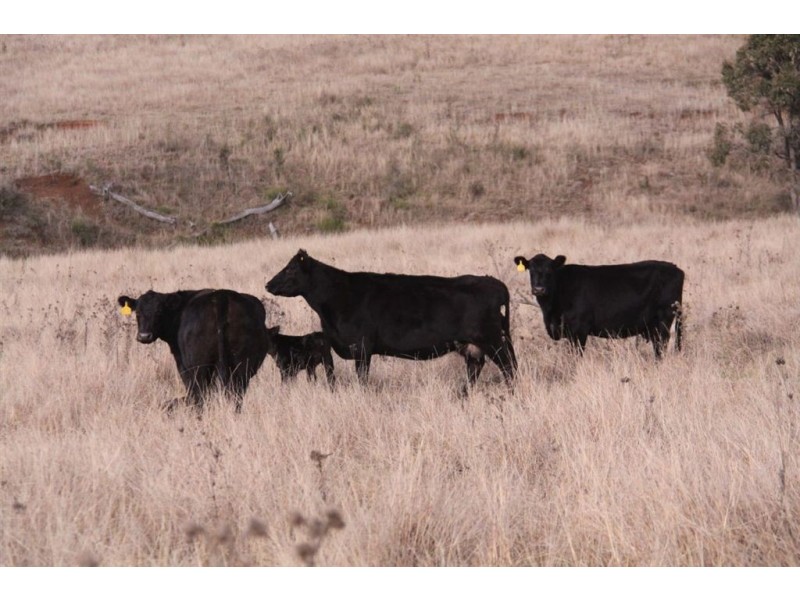 6781 Hunter Rd, “Fairlight”, Ellerston NSW 2337