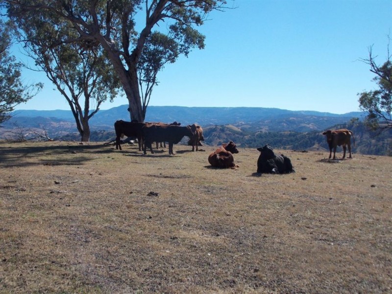 . Tomalla Rd, “Mountain Paddock”, Ellerston NSW 2337