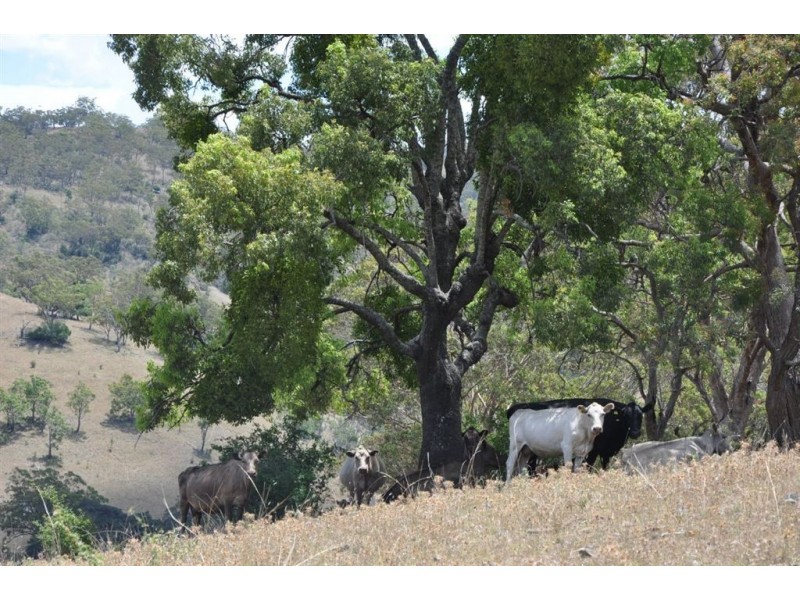 . “Sophia Park”, Scone NSW 2337