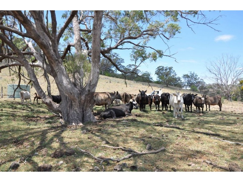 . “Sophia Park”, Scone NSW 2337