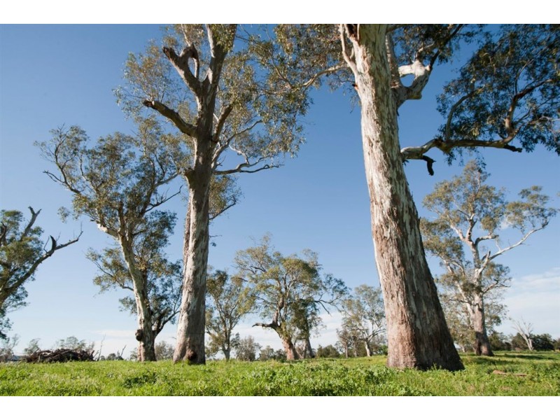 250 Blairmore Lane, “Blairwood”, Aberdeen NSW 2336