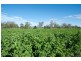 250 Blairmore Lane, “Blairwood”, Aberdeen NSW 2336