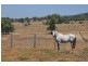 Mt Moobi Yarrandi Rd, Scone NSW 2337
