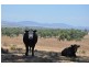 Mt Moobi Yarrandi Rd, Scone NSW 2337