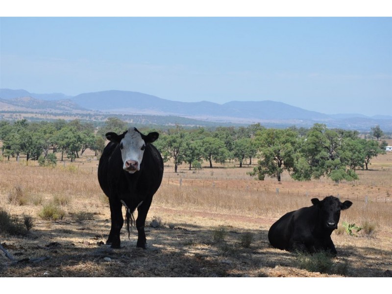 Mt Moobi Yarrandi Rd, Scone NSW 2337