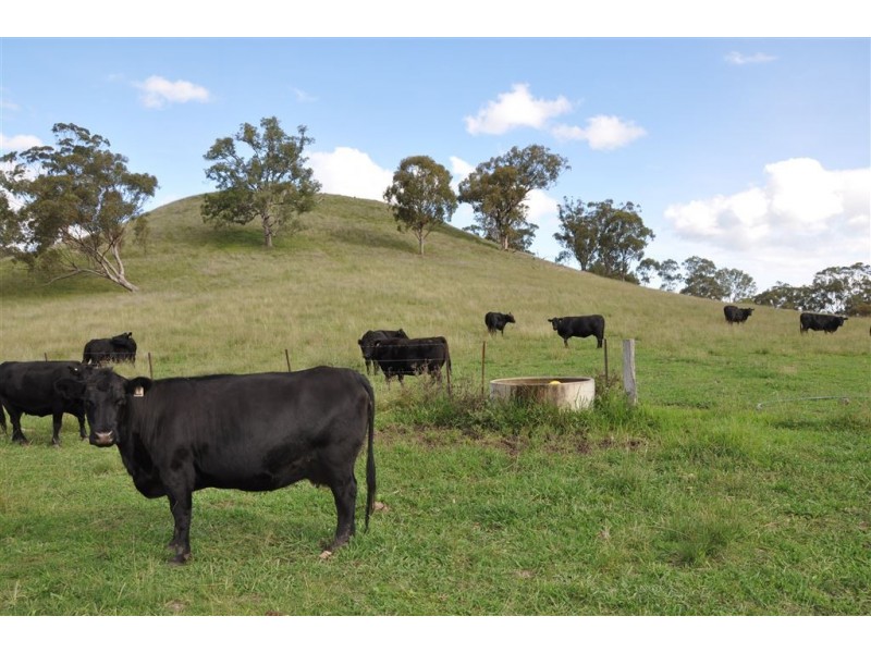 . “Cherlaney” Haydons Woolshed Rd, Blandford NSW 2338