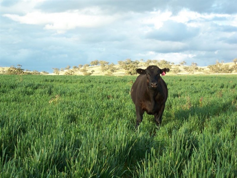 . “Mountain Station”, Merriwa NSW 2329