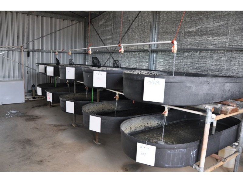 942 Warrah Ridge Rd, “The Yabby Ponds”, Quirindi NSW 2343