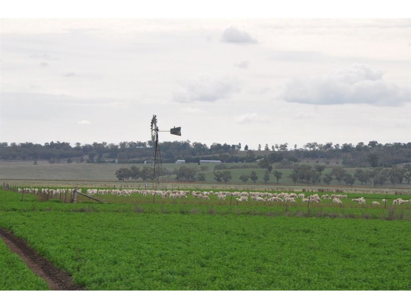 . Bonny Rigg Rd, “Turkey Island”, Quirindi NSW 2343