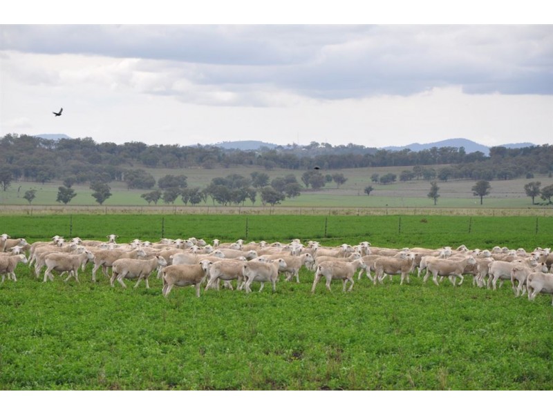 . Bonny Rigg Rd, “Turkey Island”, Quirindi NSW 2343