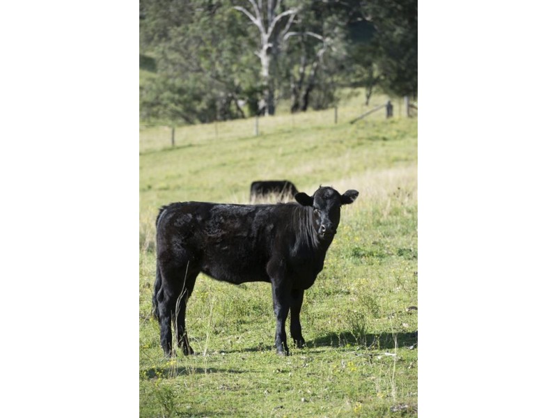 655 Dry Creek Rd, “Pleasant Valley”, Scone NSW 2337