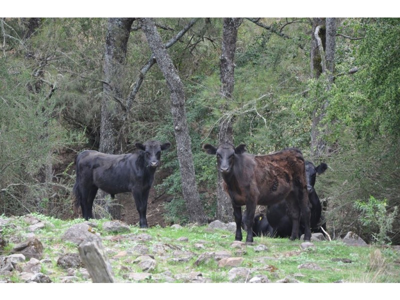 Lot 2 Upper Dartbrook Rd, “Towarri”, Scone NSW 2337