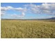 . Allan Cunningham Rd, Scone NSW 2337