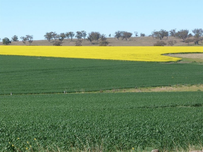 . “The Racecourse” Racecourse Rd, Borambil via, Cassilis NSW 2329