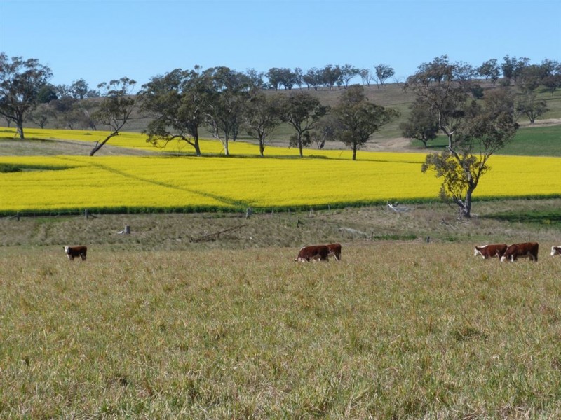 . “The Racecourse” Racecourse Rd, Borambil via, Cassilis NSW 2329