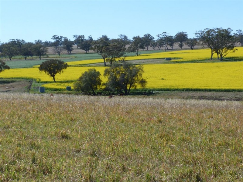 . “The Racecourse” Racecourse Rd, Borambil via, Cassilis NSW 2329