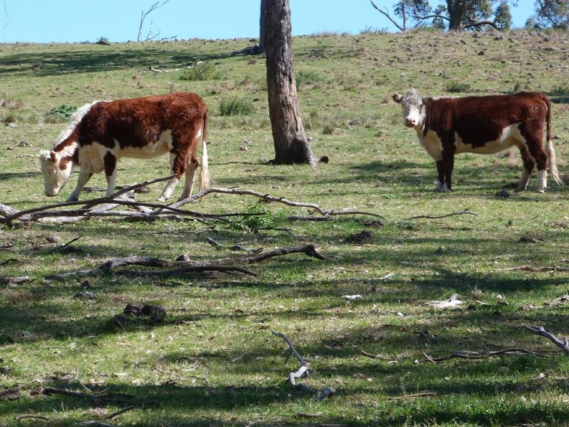 . “The Racecourse” Racecourse Rd, Borambil via, Cassilis NSW 2329