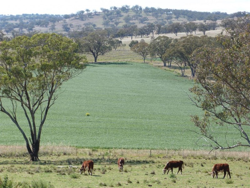 . “The Racecourse” Racecourse Rd, Borambil via, Cassilis NSW 2329