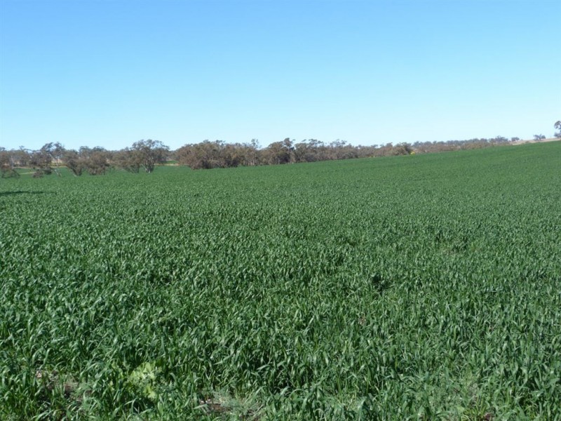 . “The Racecourse” Racecourse Rd, Borambil via, Cassilis NSW 2329