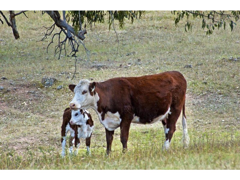 312 Miranee Rd, “Miranee” Gundy via, Scone NSW 2337