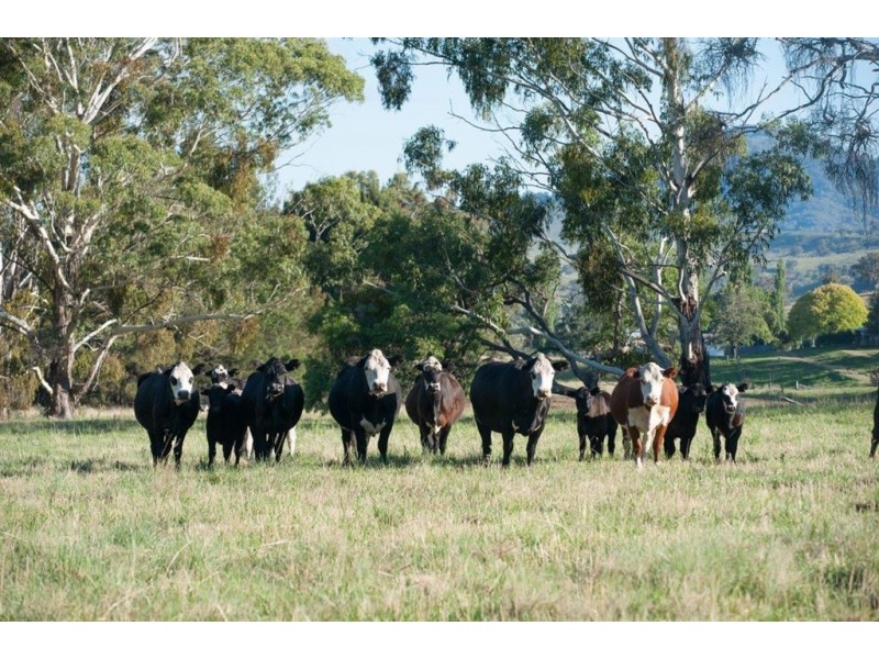 2260 Pages Creek Rd, “Harlyn”, Ellerston via, Scone NSW 2337