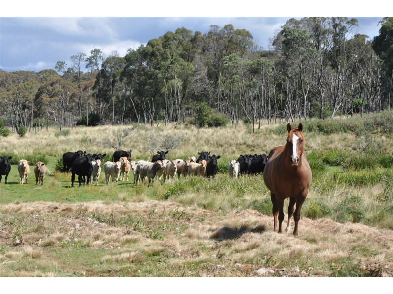 1951 Pages Creek Rd, “Limberlost”, Ellerston via, Scone NSW 2337
