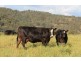 . Timor Creek Stud, Timor NSW 2338
