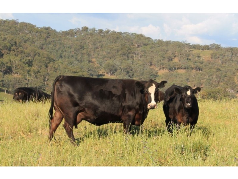 . Timor Creek Stud, Timor NSW 2338