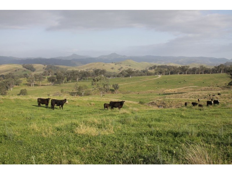 . Timor Creek Stud, Timor NSW 2338