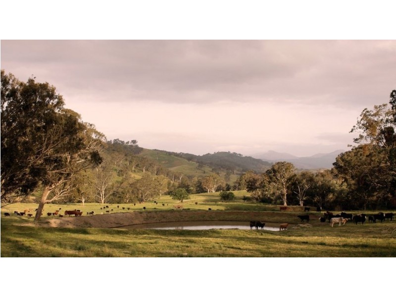 . Timor Creek Stud, Timor NSW 2338