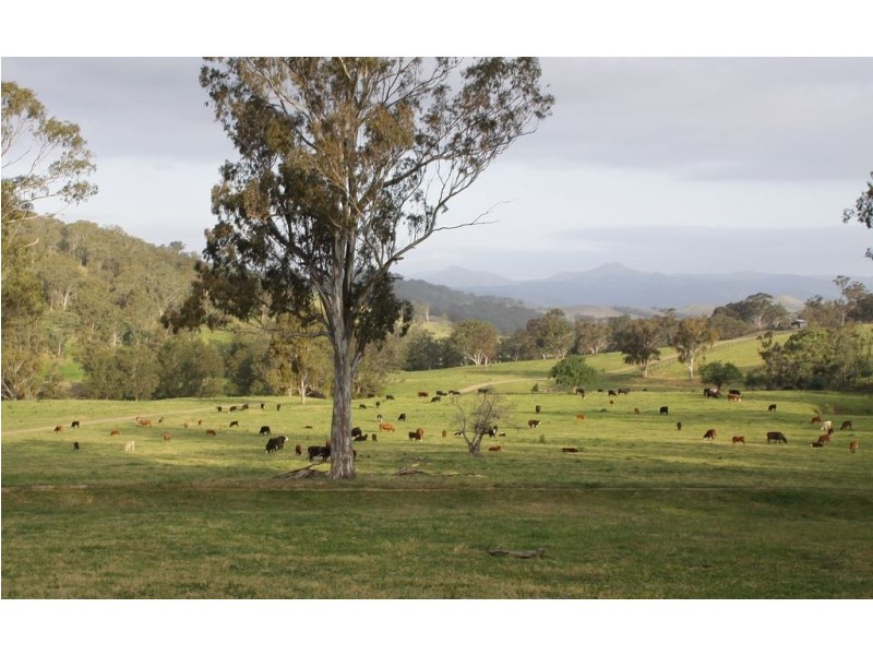 . Timor Creek Stud, Timor NSW 2338