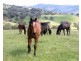 . Timor Creek Stud, Timor NSW 2338