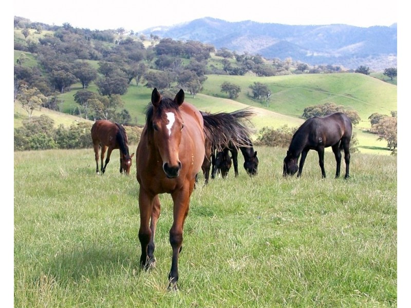 . Timor Creek Stud, Timor NSW 2338